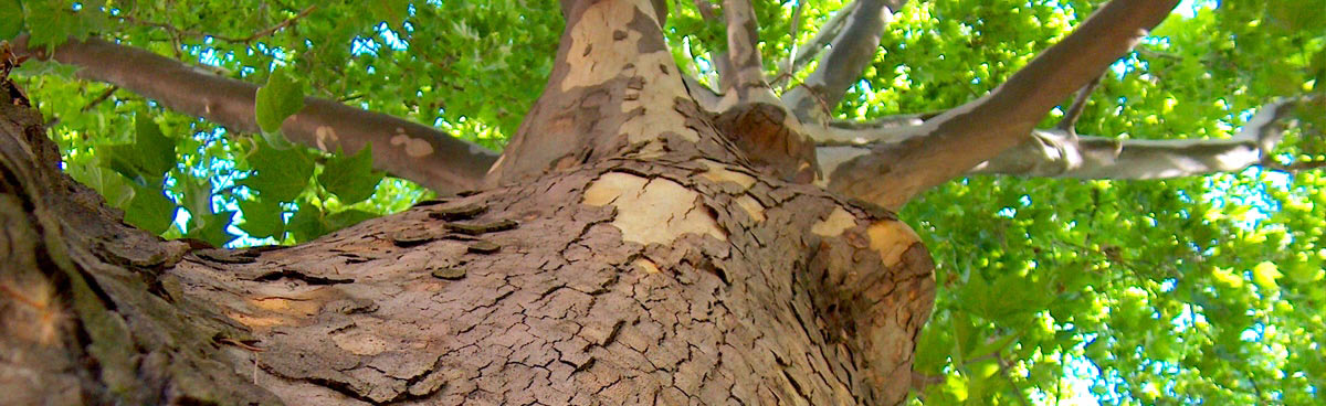 support sustainable reforestation, a Berlin tree, photo by me