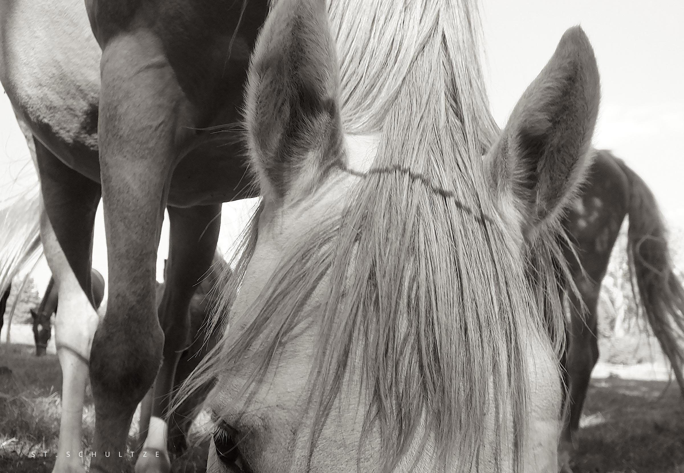 Horsepower, white horse, horses, weisses Pferd, Pferde, photographed by Stefan Schultze