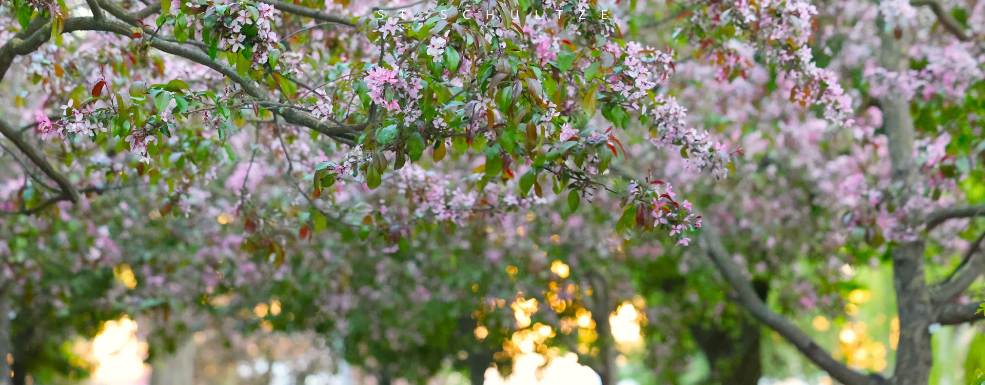 kirschbluete, cherrytreeblossom, berlincity, weddingmoments, wedding, berlinblossom, berlin citylife, beautiful moments, peace of mind, photography by Stefan Schultze