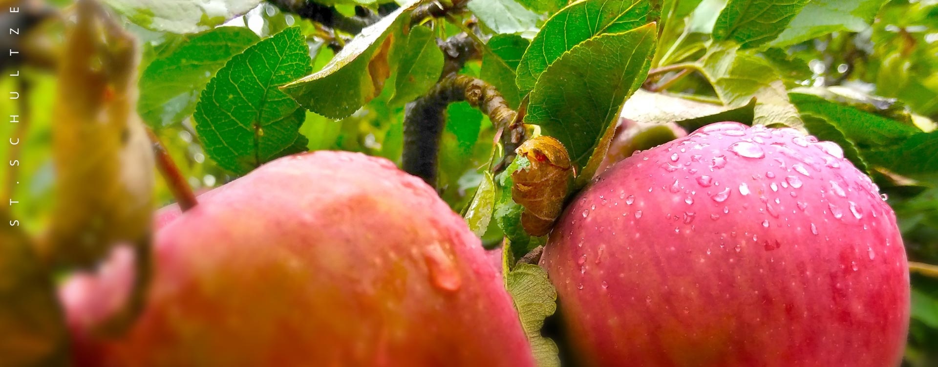 foodphotography, Foodfotografie, foodphotography, Apfelbaum, Apfelb&uuml;te, Appletree blossom, apple blossom, flowers, bloom, Berlin