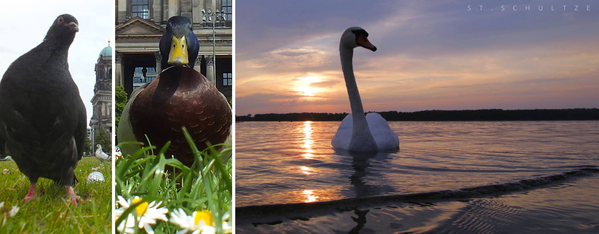 wildlife photography by Stefan Schultze, Schwan, Swan, disco dove, Stockente, Stockentenmaennchen, duck