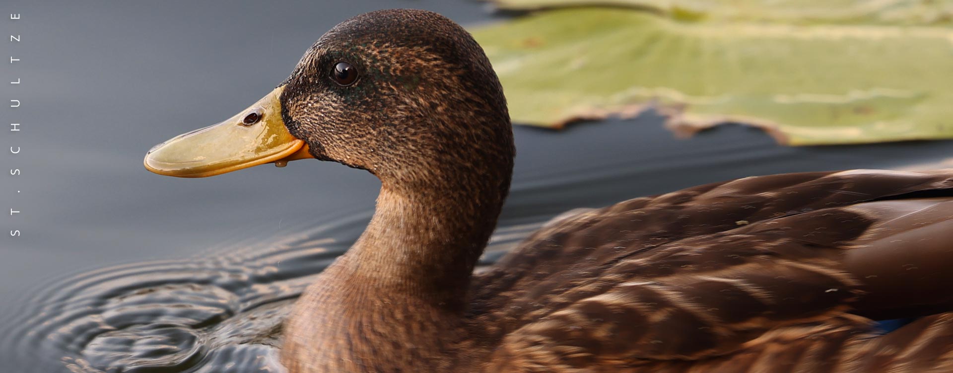 wildlife photography by Stefan Schultze, Stockente, Stockentenweibchen, femaleduck