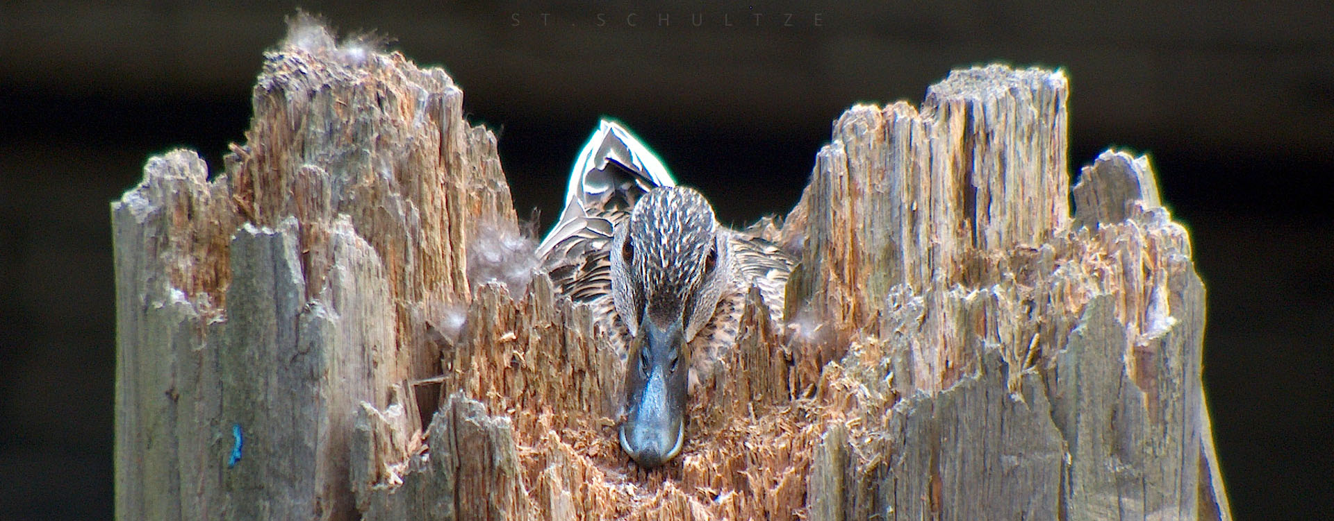 entennest, duck, city duck, duck mama, berlin wildlife, urban city wildlife PHOTOGRAPHY by Stefan Schultze