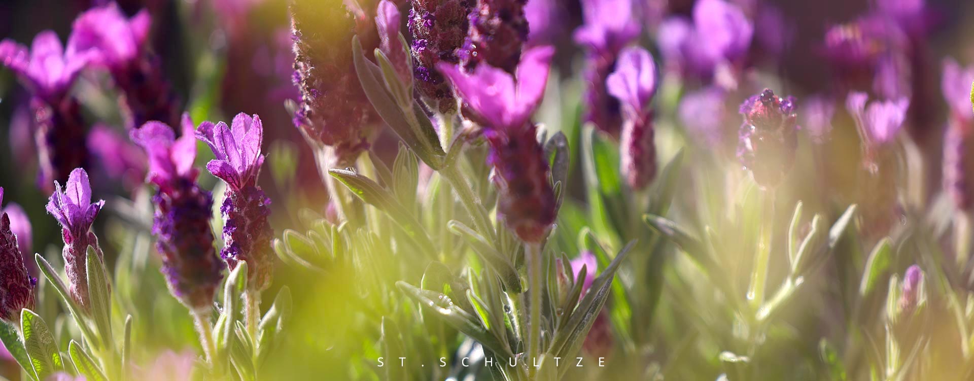 lavender, lavenderblossom, lavendelbluete, peace of mind, photography by Stefan Schultze