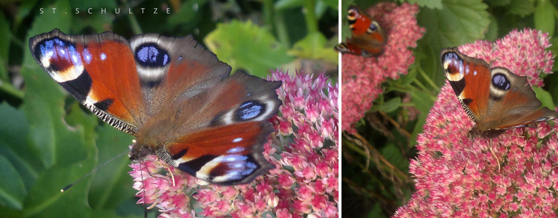 butterfly, schmetterling, bloom, wildlife, wildlife photography by Stefan Schultze from Berlin