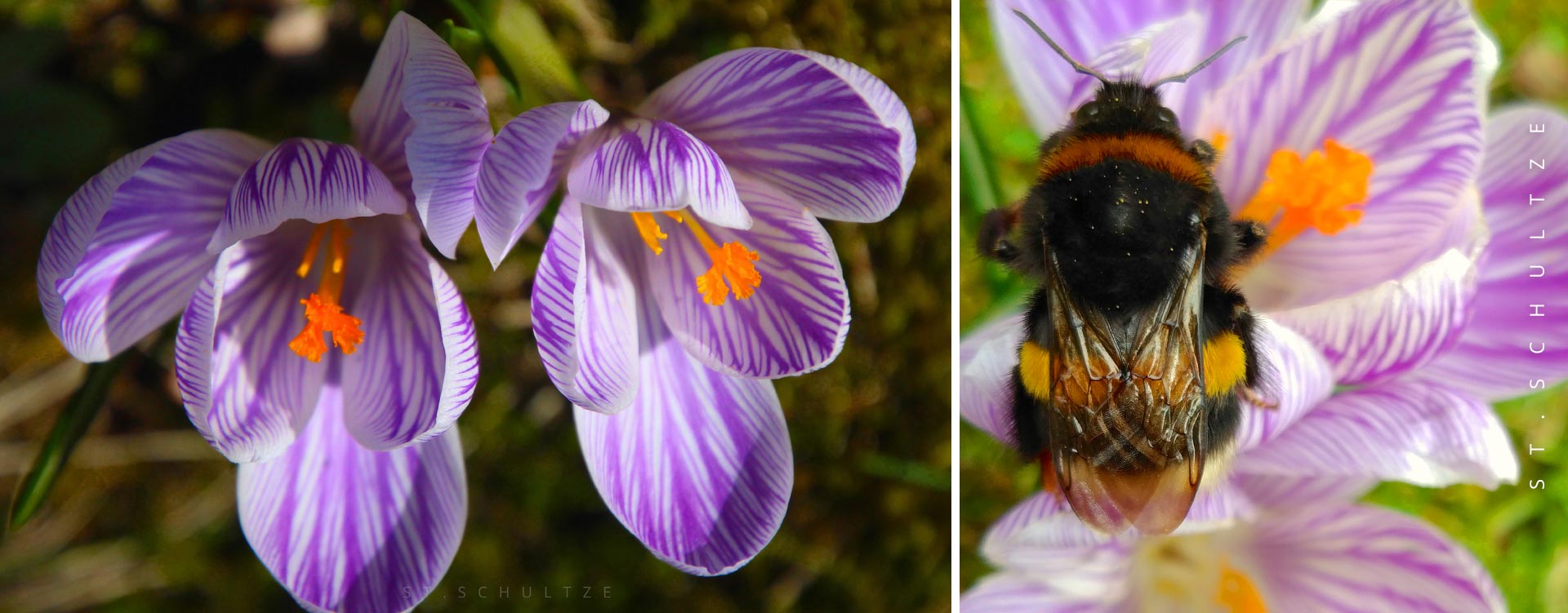 crocus, hulbee, hummel, krokus, flowers, bouquet, bloom, wildlife, wildlife photography by Stefan Schultze from Berlin