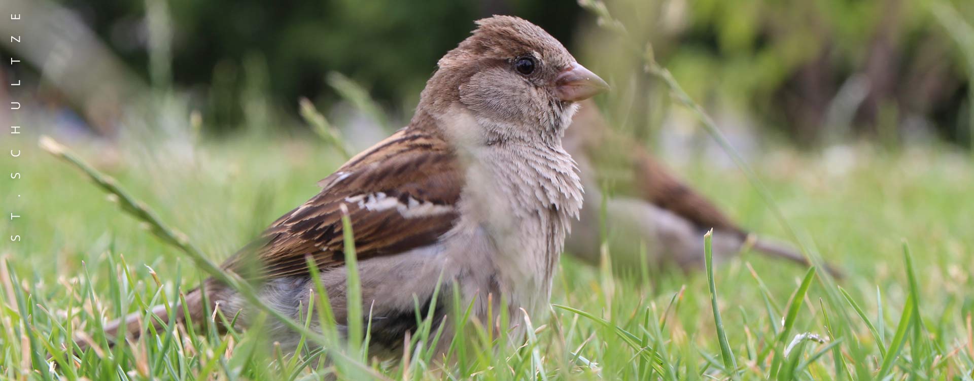 spatzen, sparrows, city birds, wildlife, wildlife photography by Stefan Schultze from Berlin