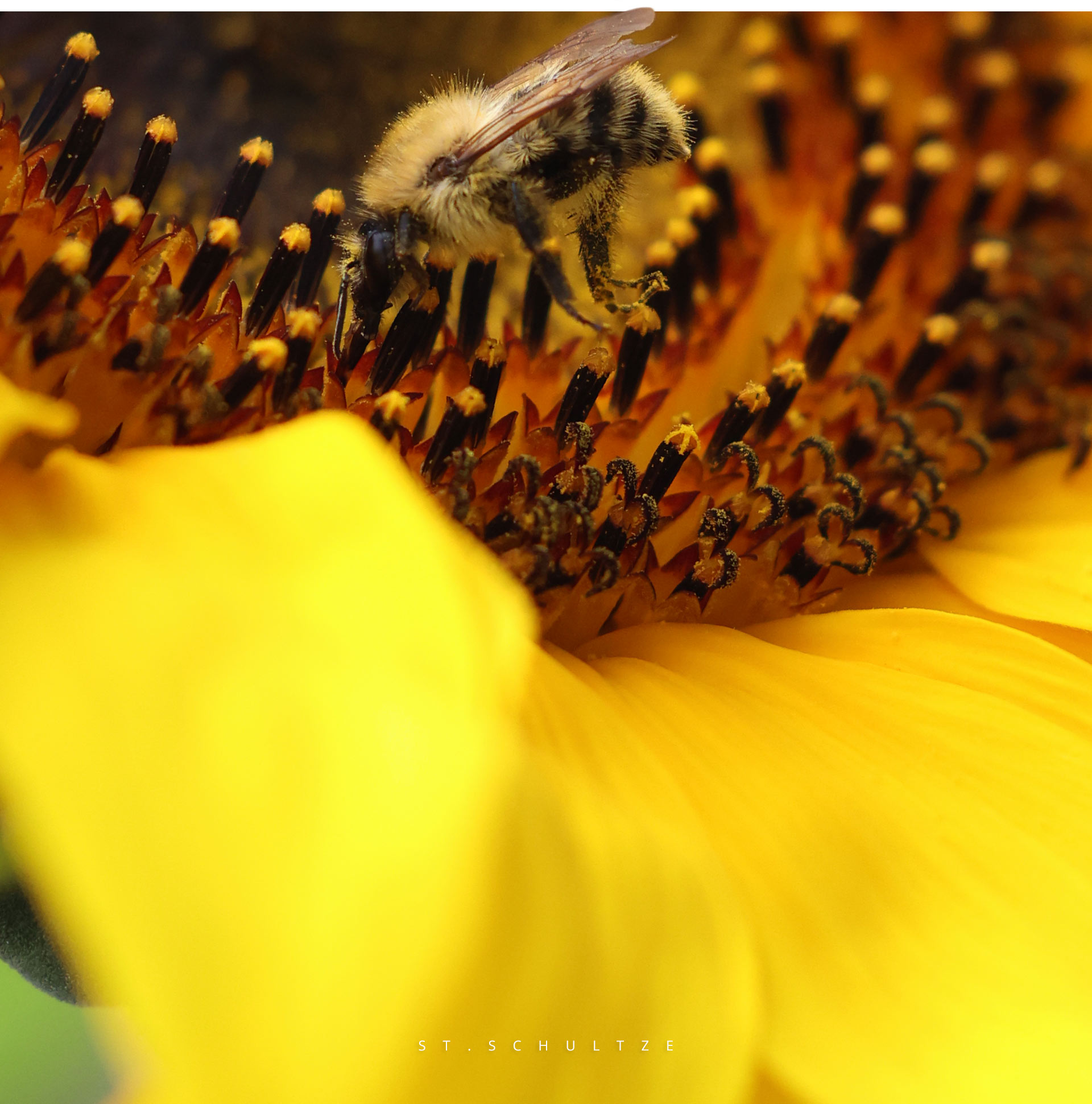 Wildbiene, wild bees, sunflower, bloom, wildlife, wildlife photography by Stefan Schultze from Berlin