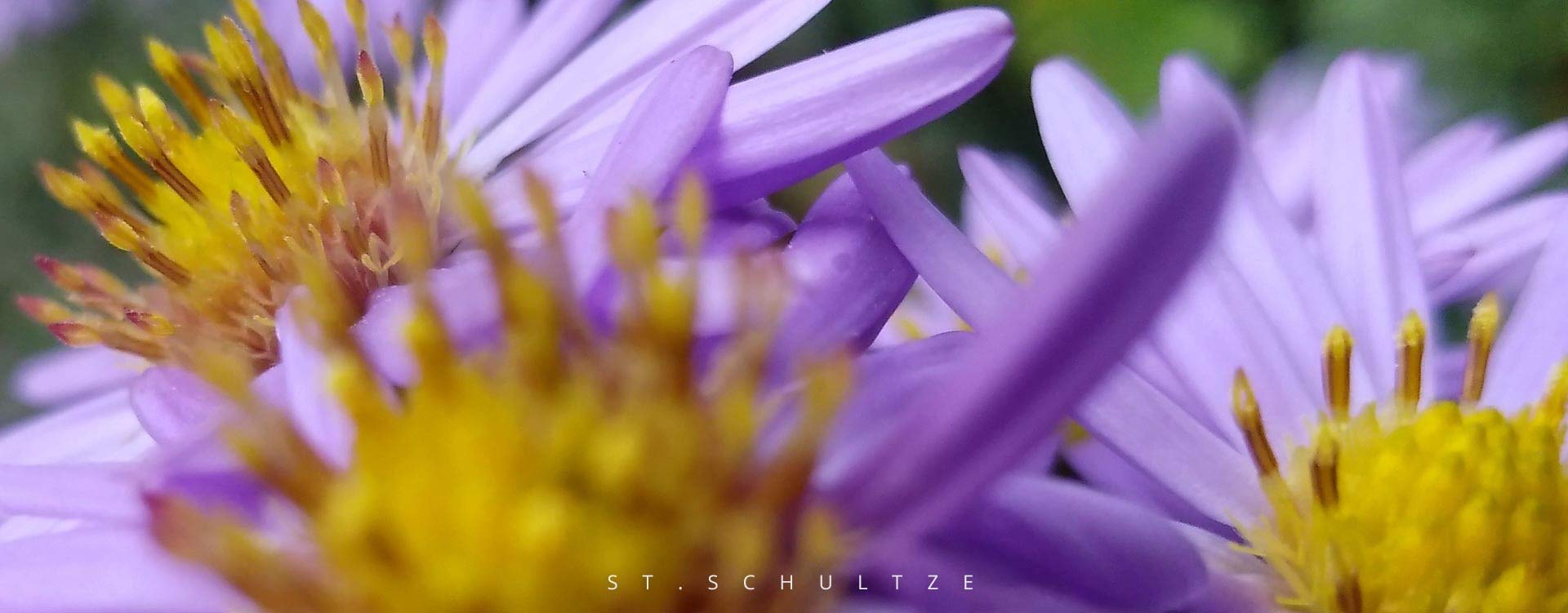 flowerbouquet, gardening, bloom, blumen, photography by Stefan Schultze