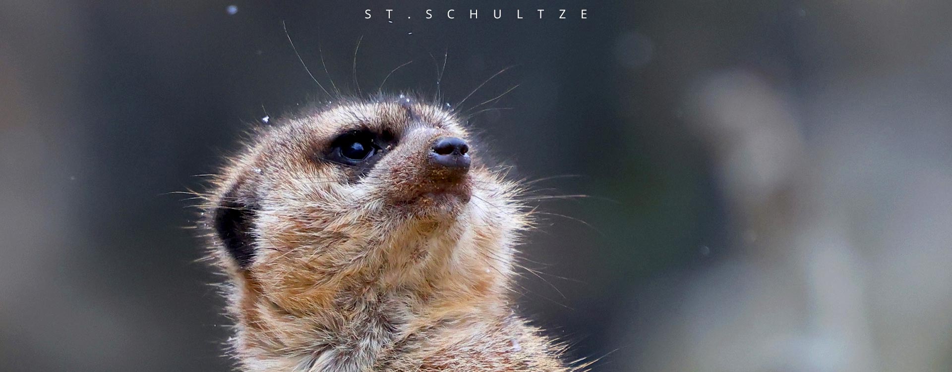Meercat, Erdmaennchen, cute wildlife, wildlife conservation, portrait photography, wildlife photography, PHOTOGRAPHY by Stefan Schultze