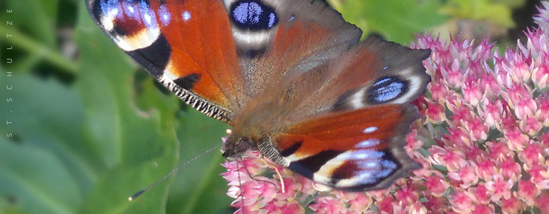 pollinators, butterflies, schmetterlinge, pfauenauge, peacockbutterfly  – wildlife PHOTOGRAPHY by Stefan Schultze.