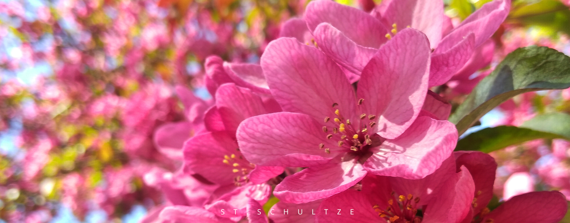 Cherryblossom moment in Berlin – PHOTOGRAPHY by Stefan Schultze.