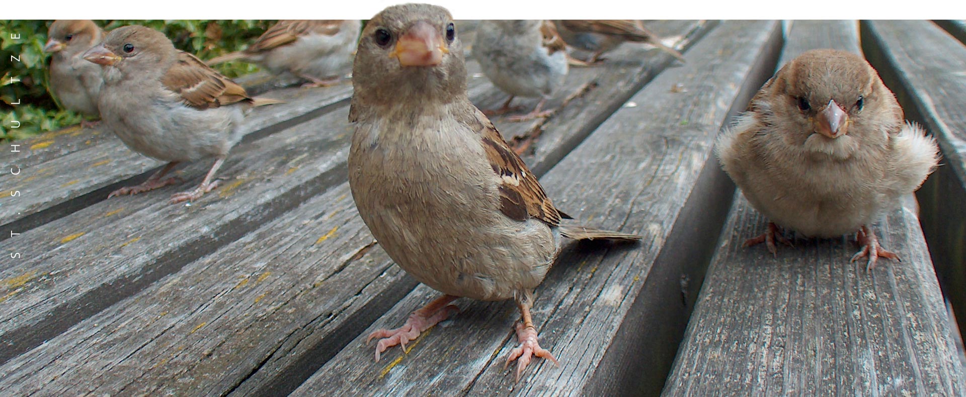 spatzen, sparrows, city birds, wildlife, wildlife photography by Stefan Schultze from Berlin