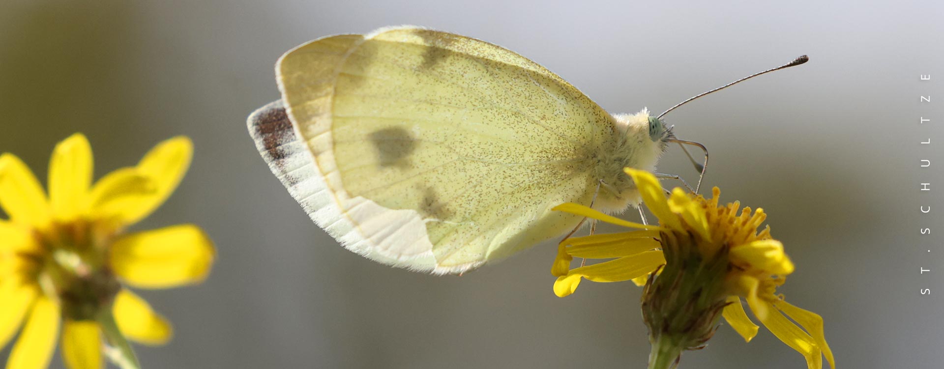butterfly, schmetterling, bloom, wildlife, wildlife photography by Stefan Schultze from Berlin