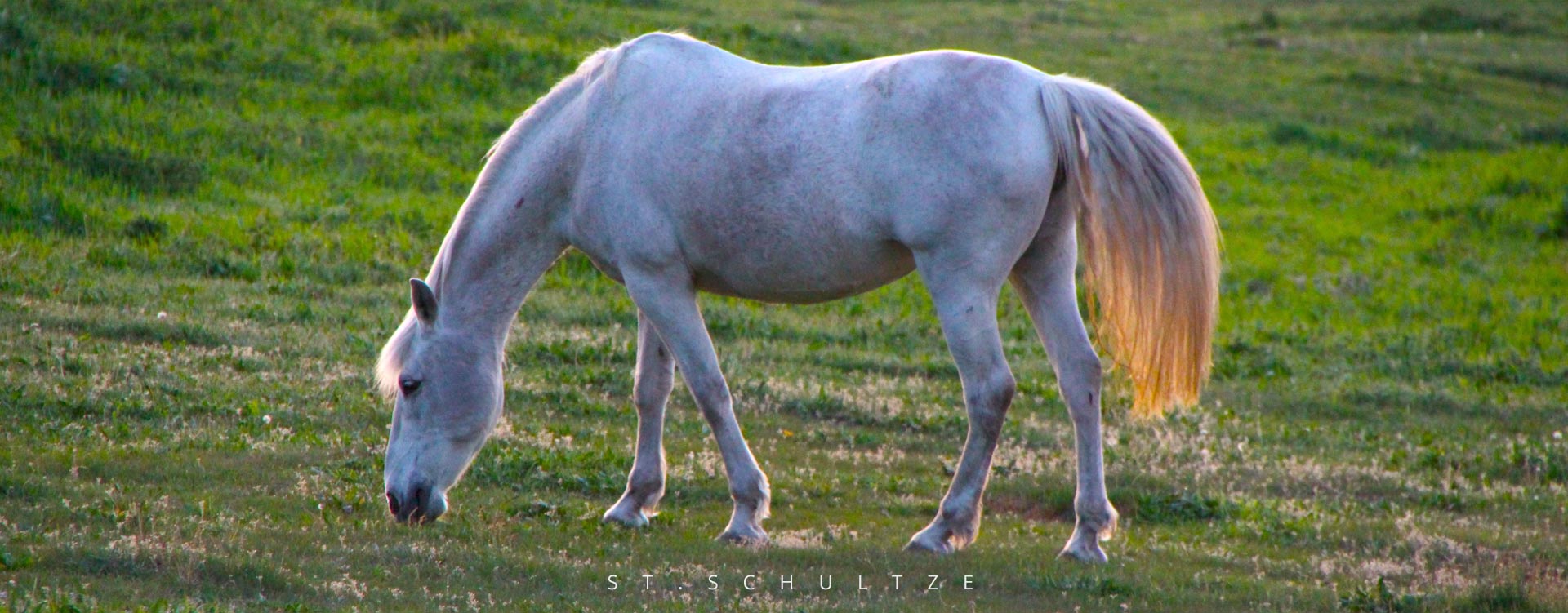 White horse moment ... having a lunchbreak at sunset, travel Photography by Stefan Schultze