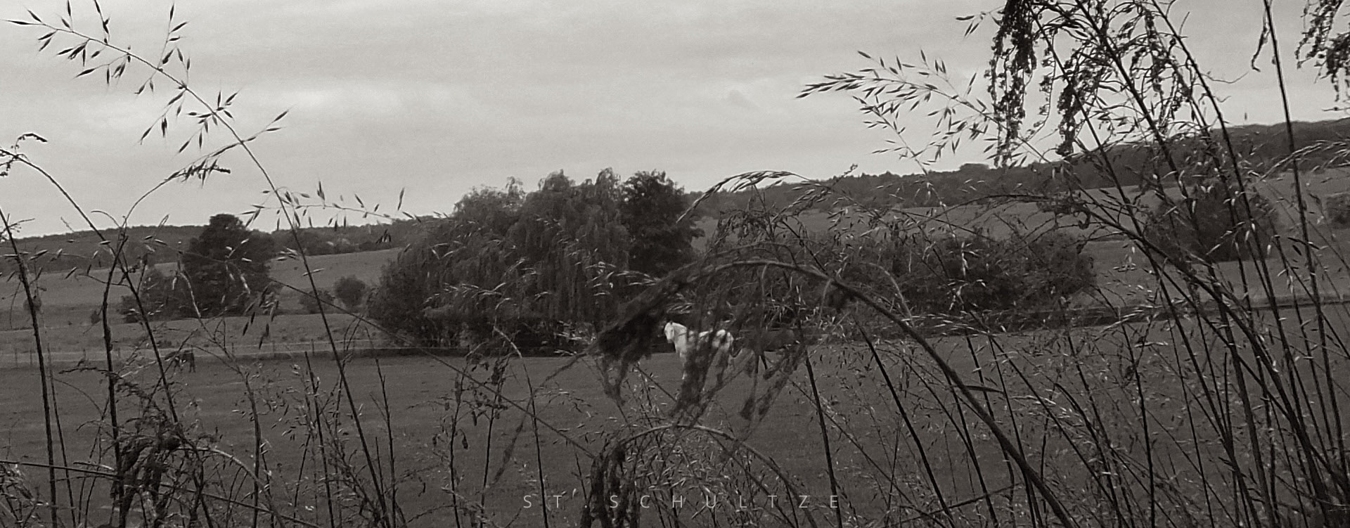 Magic horse moment - white horse on a meadow. Photography by St.Schultze, horses, pferde, landschaft, landscape photography, poetic photography