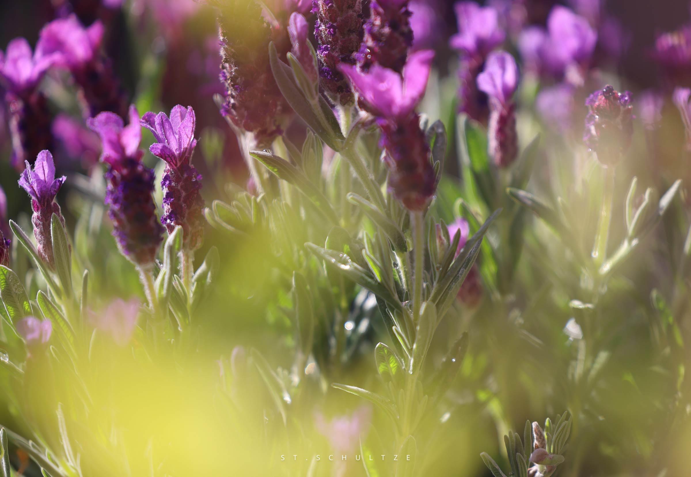 lavender, lavenderblossom, lavendelbluete, peace of mind, scent, natural parfum, organic, Lavendelbluete, relaxed, chillout, pollinatorfood, PHOTOGRAPHY by Stefan Schultze