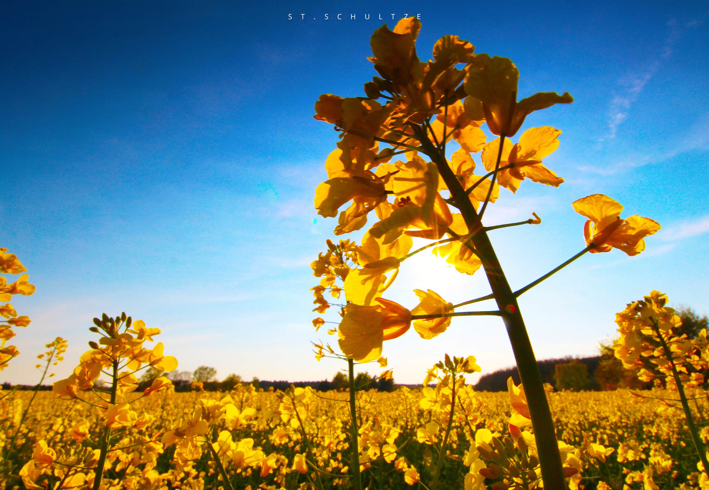yellow fields summervibes with old windmill, travel Photography by Stefan Schultze