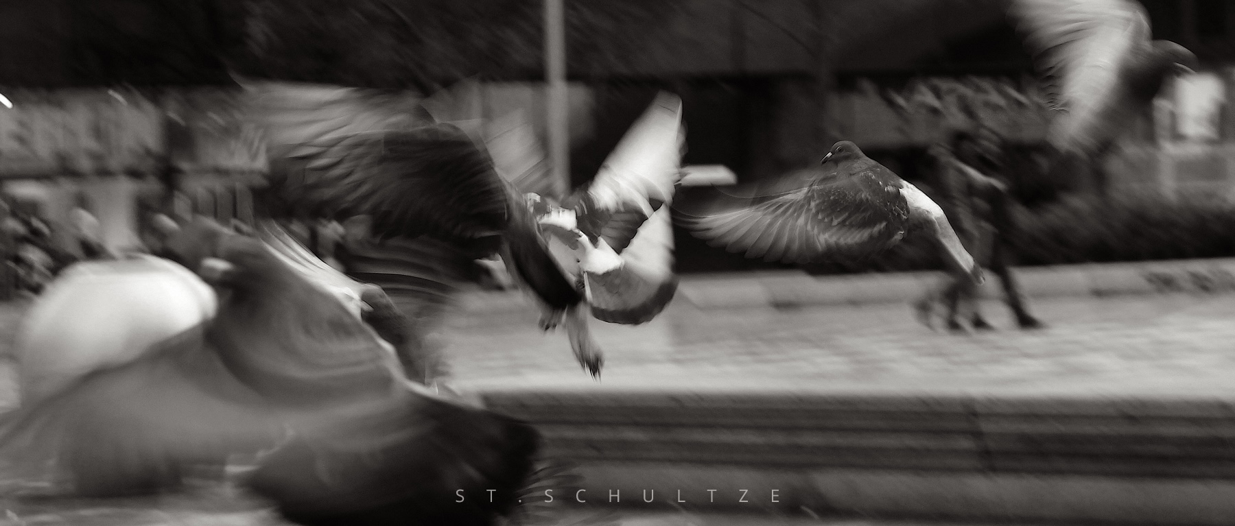 birding, doves, tauben, vogelschwarm, birds in motion. iconic photography