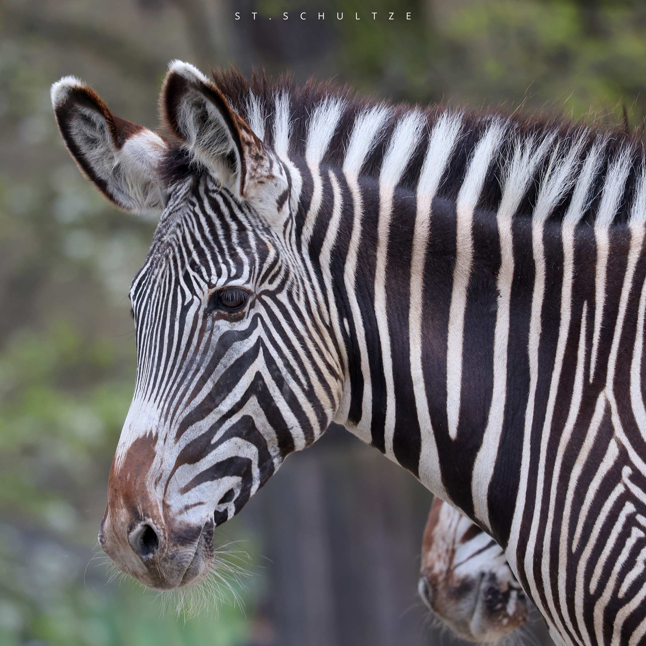 zebrastripes, zebra, wild  horses, hair, hairstyle, Zebra, cute wildlife, wildlife conservation, portrait photography, wildlife photography, wildlife PHOTOGRAPHY by Stefan Schultze