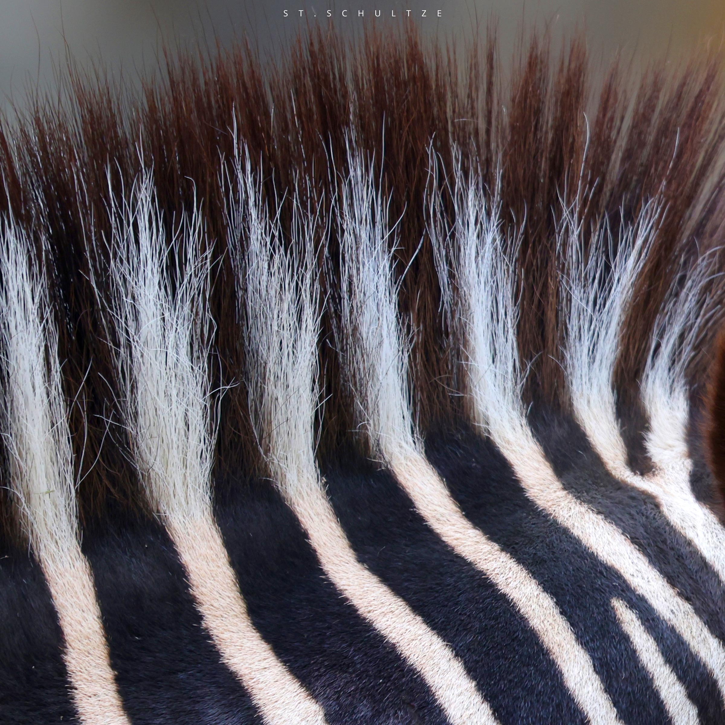 hair, hairstyle, straehnchen, Zebra, cute wildlife, wildlife conservation, portrait photography, wildlife photography, wildlife PHOTOGRAPHY by Stefan Schultze