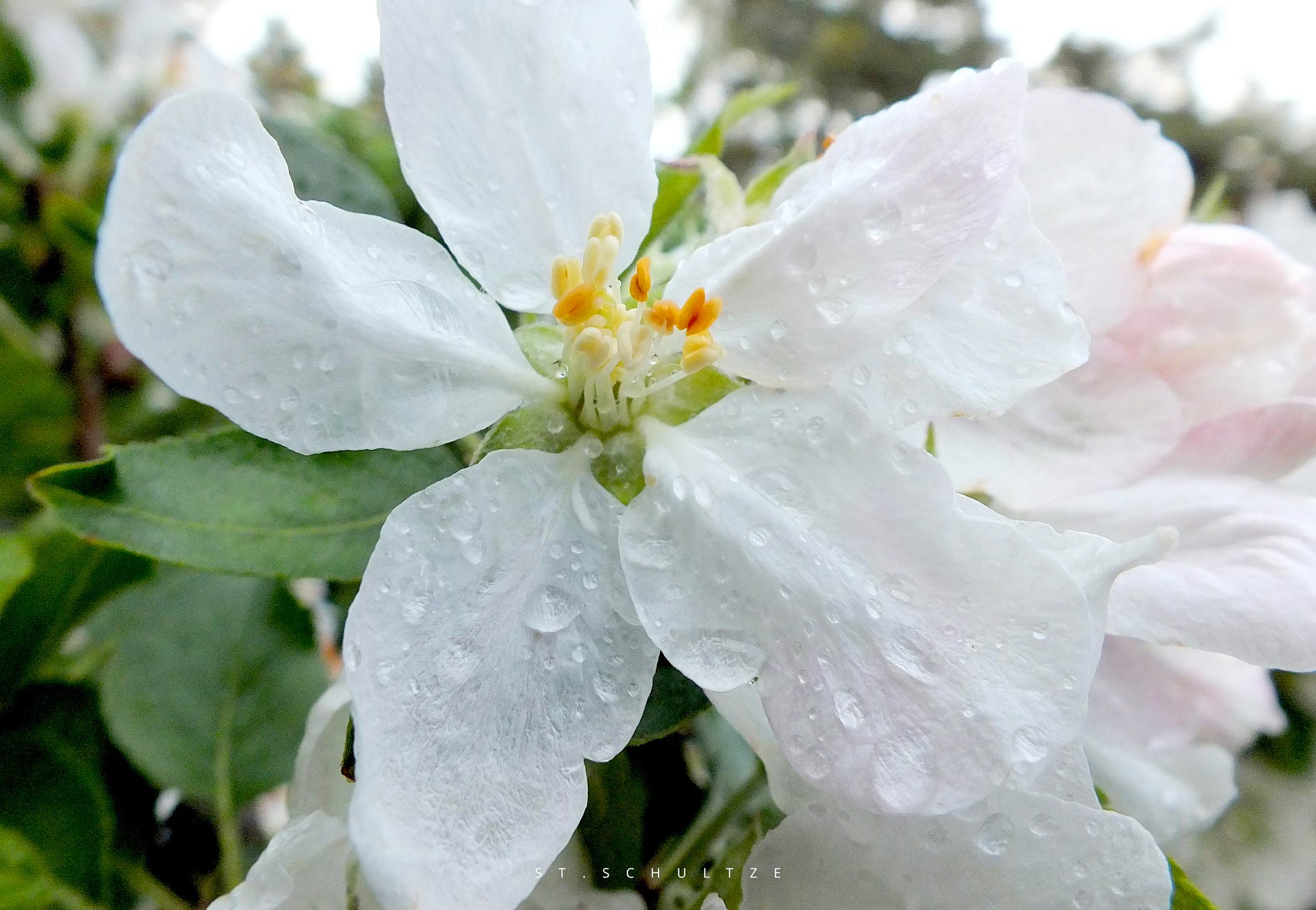 foodphotography, Foodfotografie, foodphotography, Apfelbluete, Apfelb&uuml;te, Appletree blossom, apple blossom, flowers, bloom, foodphotography by Stefan Schultze Berlin