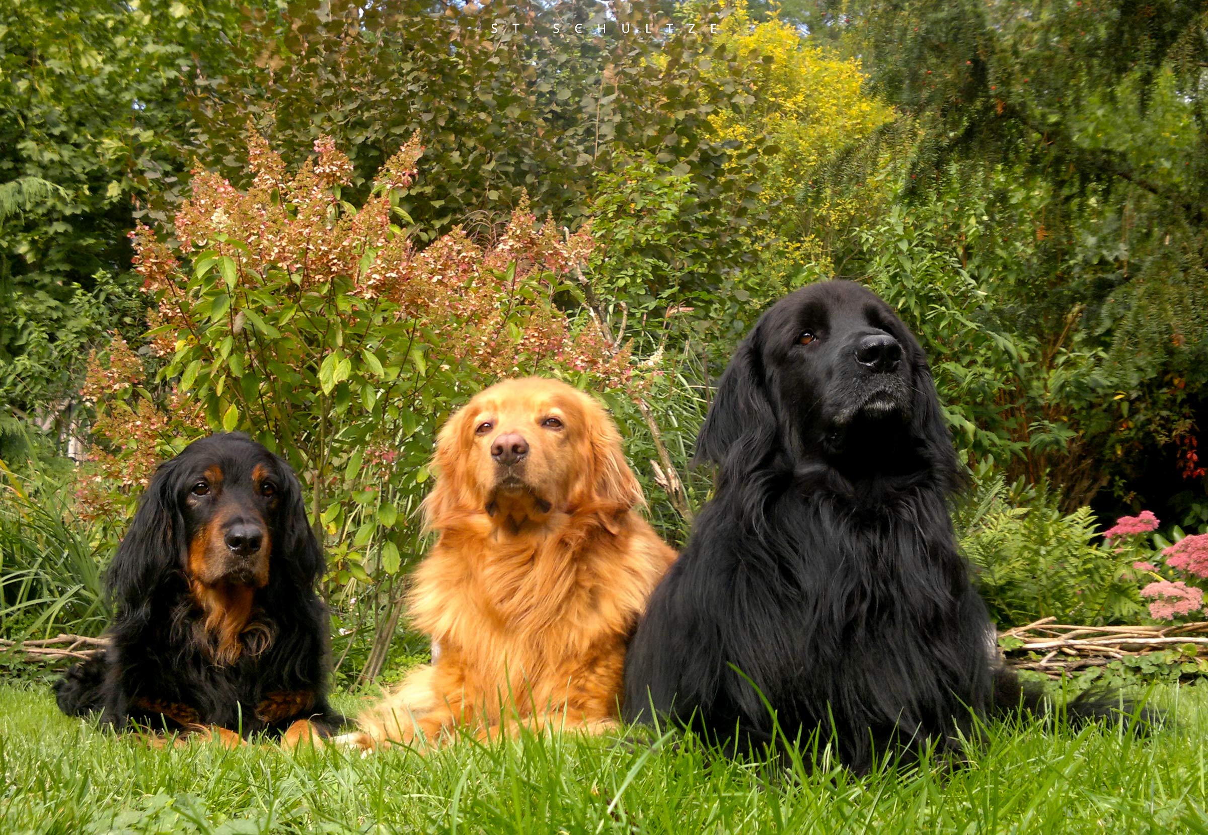 Pet, Haustier, hund. hovawart, hovawarth, zwinger vom drosseleck, Ringo, Qudo und Quinta vom Hohefeld, cute pet portraits,  PHOTOGRAPHY by Stefan Schultze