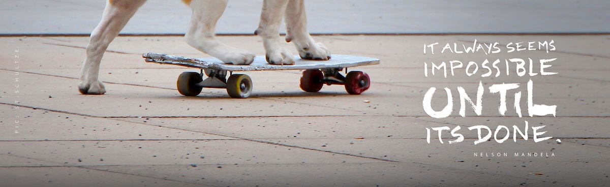 photography by Stefan Schultze: skateboarding dog, sk8ter, dog, mobility